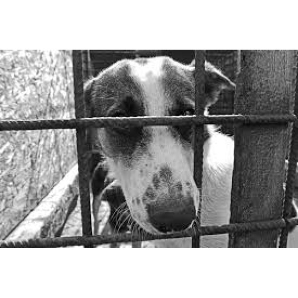 Animal Shelter of Love 眾生緣流浪動物之家 Dog Can Food Donation 狗罐頭捐贈 1230gX12